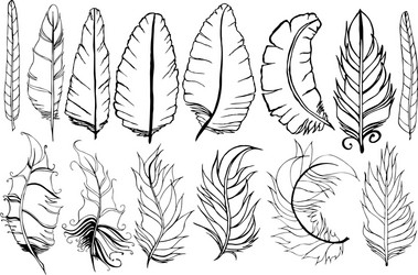 feather set vector image