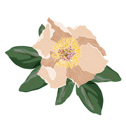 garden light beige peony with green leaves vector image