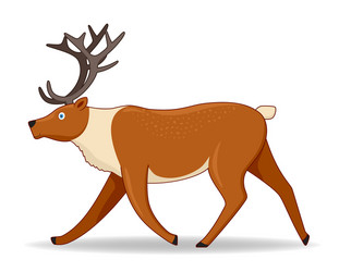 north deer animal standing on a white background vector image