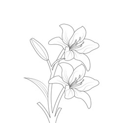 hand drawn lily flower line art vector image