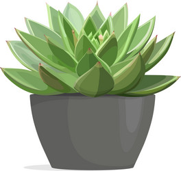 echeveria cactus succulent plant vector image