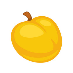 small fresh apricot vector image