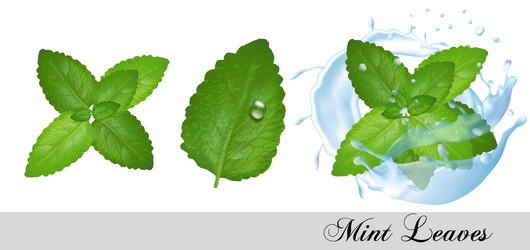 collection fresh mint and melissa leaves vector image