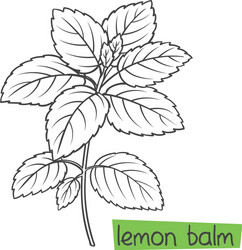 lemon balm bunch vector image