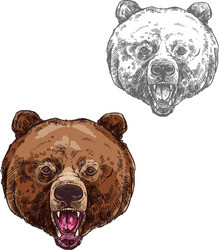 bear isolated sketch with head of wild grizzly vector image