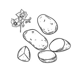 engraved potato collection isolated on white vector image