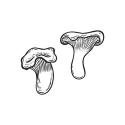 engraved chantarell mushrooms line drawing vector image