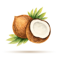 coconut hand drawn watercolor vector image