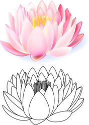 pink lotus pattern flower set vector image