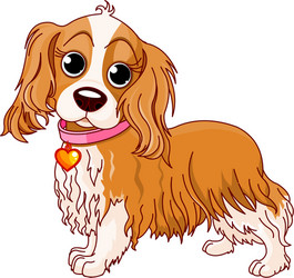 cavalier king charles spaniel vector image