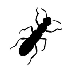 beetle silhouette vector image