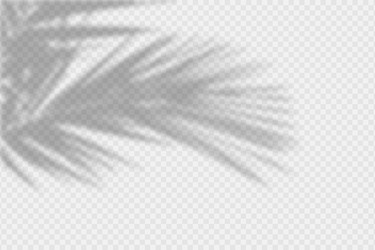 shadow overlay of palm tree branch vector image