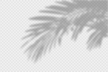 shadow overlay of palm tree branch vector image