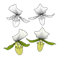 isolated blooming orchid phalaenopsis head exotic vector image