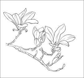 hand drawn magnolia flowers vector image