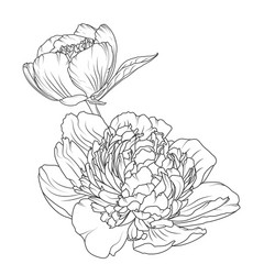 peony rose flowers isolated black white sketch vector image