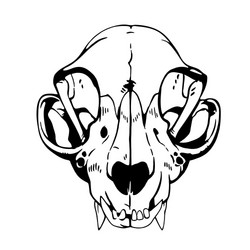 white animal skull anatomical correct vector image