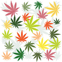 marijuana leaves vector image