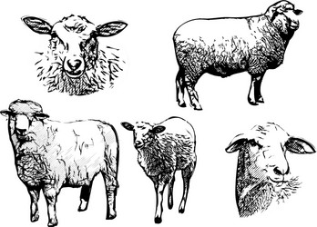 five sheeps vector image