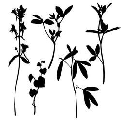 set of herbs and flowers silhouettes vector image