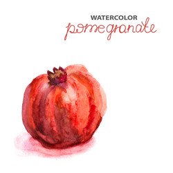 background with watercolor pomegranate vector image