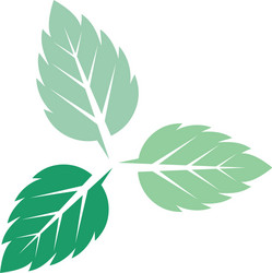 mint leaves flat icon vector image