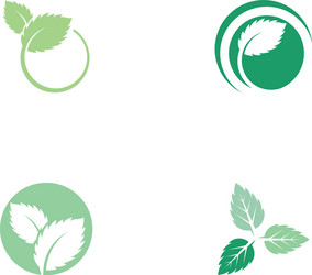 mint leaves flat icon vector image