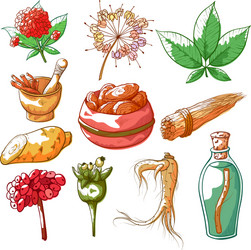 ginseng hand drawn set vector image