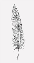 hand drawn feather vector image