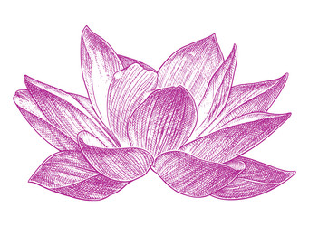 lotus drawing 004 vector image