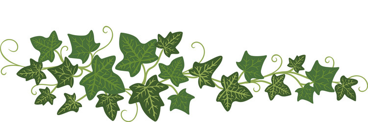 ivy branch icon greenery decoration and plant vector image