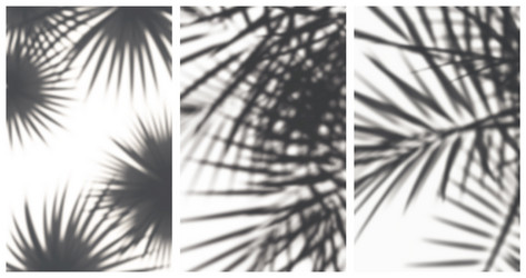 palm leafes shadows set vector image