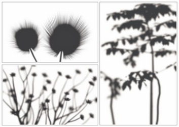 plant shadows set vector image