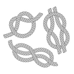 rope knots vector image