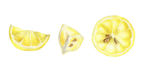 watercolor set lemons vector image