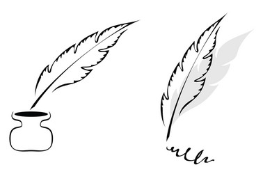 feathers design vector image