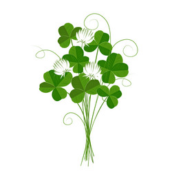 shamrock or clover emblem of ireland and st vector image