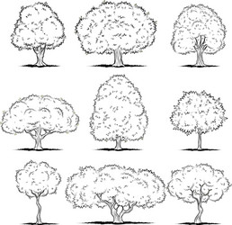 set of deciduous trees line art vector image