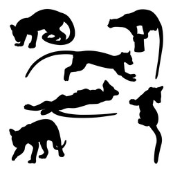 fossa mammal silhouettes vector image