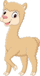 cute little alpaca cartoon on white background vector image