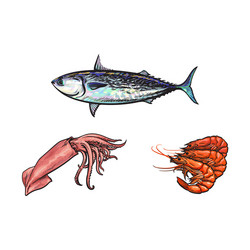 Sketch lobster tuna fish squid isolated vector