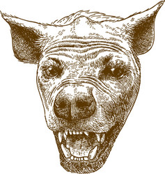 engraving of spotted hyena head vector image