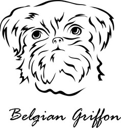 belgian griffon vector image