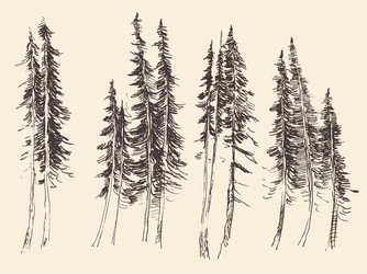 fir forest engraving hand drawn sketch vector image