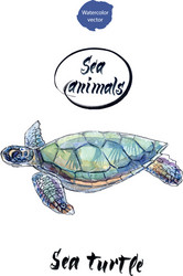 sea turtle watercolor vector image