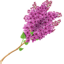 blooming lilacs vector image