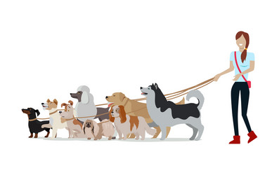 dog walking banner woman walk with different dogs vector image