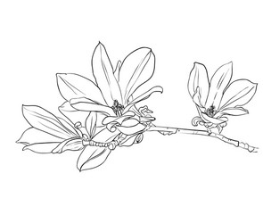 hand drawn magnolia flowers vector image