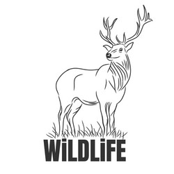 Hand drawn deer with wildlife text isolated vector