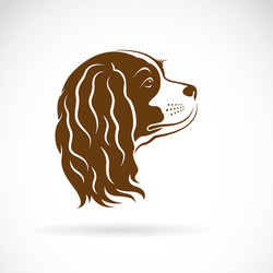 cavalier king charles spaniel dog on white vector image